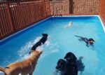 12'x37'x52' EZ Pool - Image 5