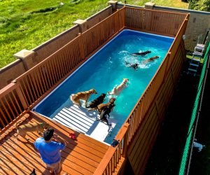 DogPool1