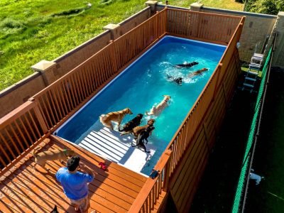 DogPool1
