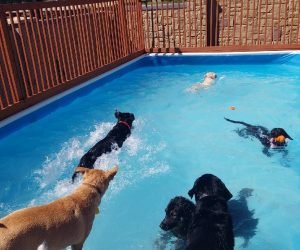 DogPool3