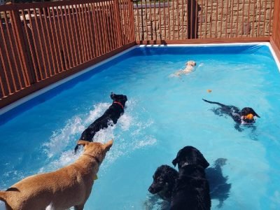DogPool3