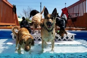 DogPool4