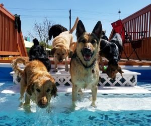 DogPool4