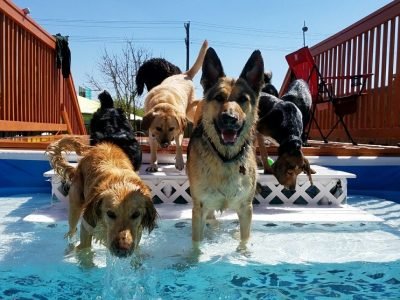 DogPool4