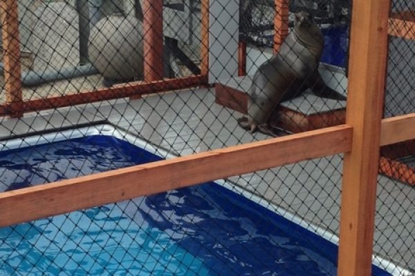 SeaLionPool